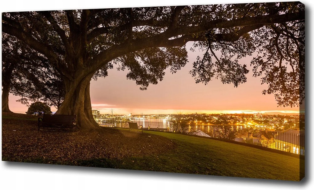 Nagyméretű vászonkép Öreg fa 100x70 cm