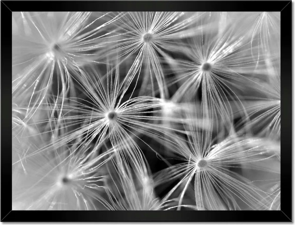 Poszterek keretben 40x30 Pitypang Virág Virágok