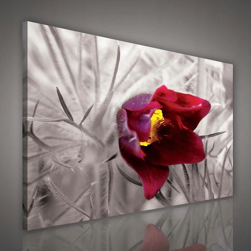 Vászonkép 100x75 Piros virág makró szelektív szín természet elegancia bokeh