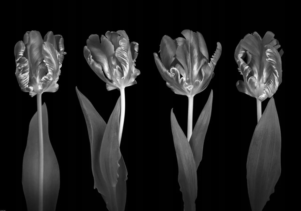 Poszter 100x70cm Rokokó tulipánok, Assaf Frank