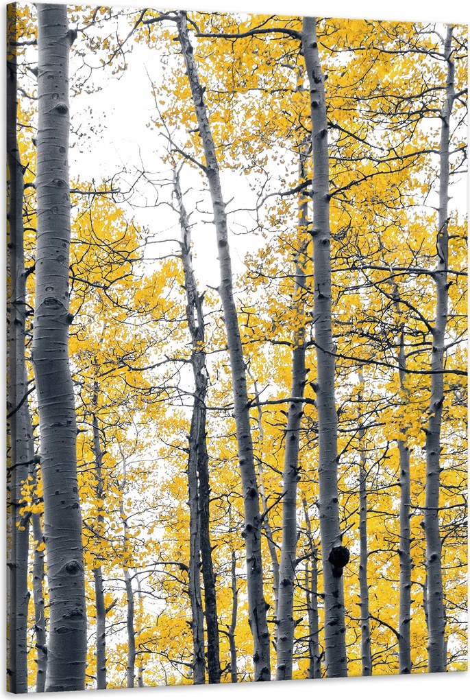 Vászonkép Nyírfák Sárga levelek Természet Tavasz 60x90 cm