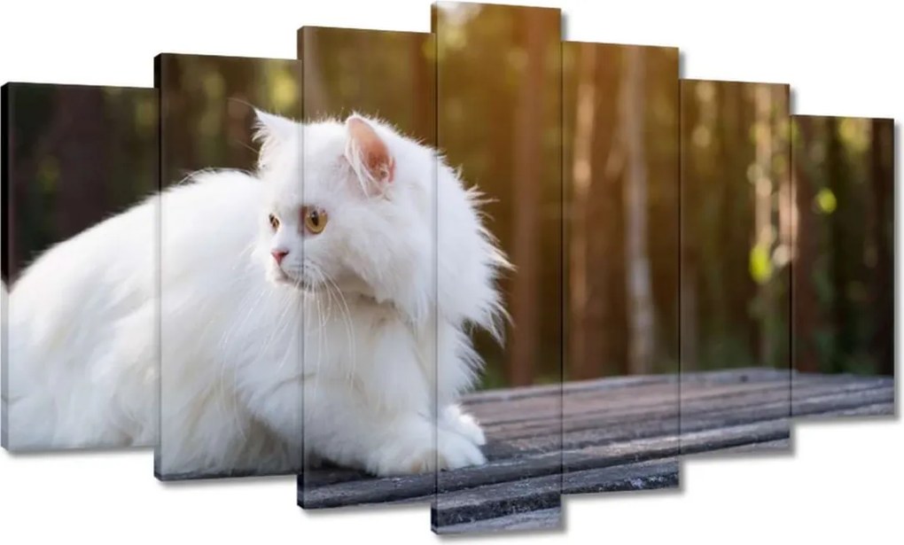 Képek 140x80 Cica Cicák