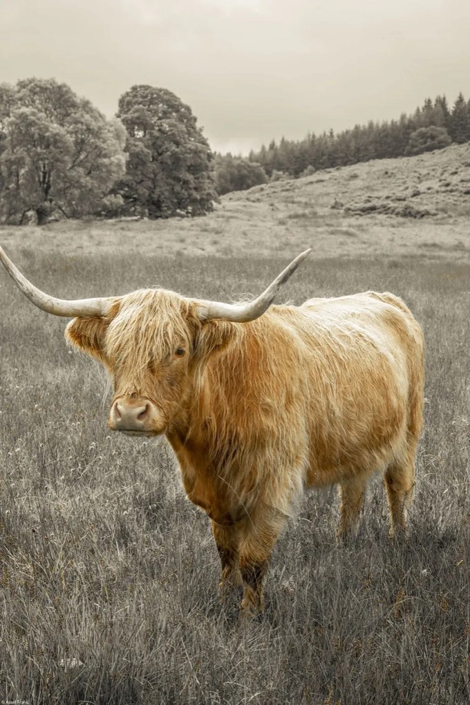 Poszter 30x45cm Hegyi tehén 3, Assaf Frank