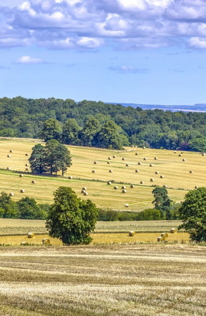 Poszter 53x81cm Szénaláb a mezőkön, Assaf Frank