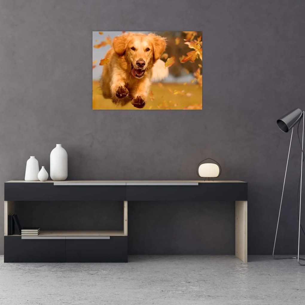 Üveg kép - Golden Retriever (70x50 cm)