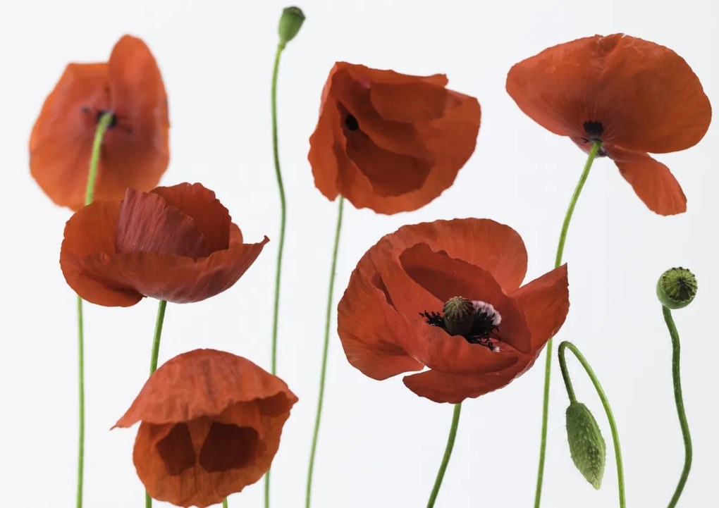 Poszter 29,7x21cm Pipacsok fehér alapon, Assaf Frank