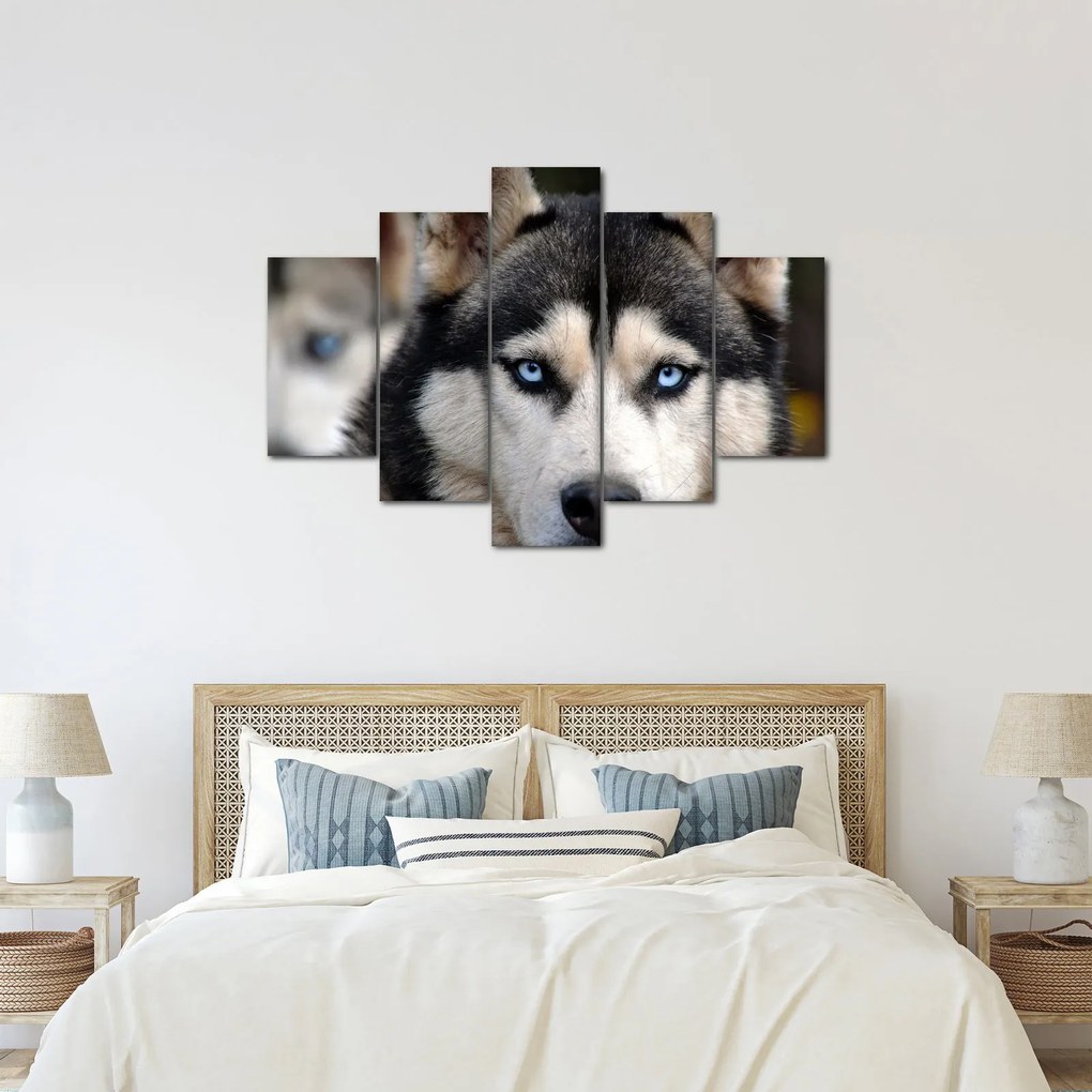 Husky kutya kép (150x105 cm)