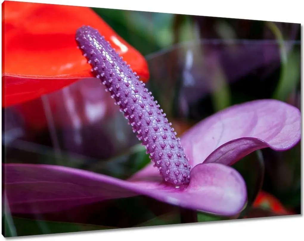 Vászonkép 100x70 Lila antúrium