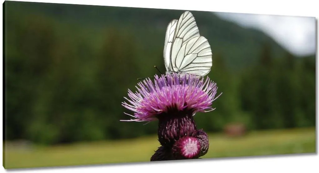 Vászonkép 115x55 Fehér káposzta