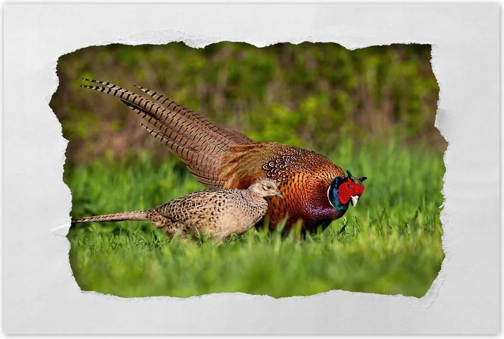 Poszterek 120x80 Fácán család Madarak