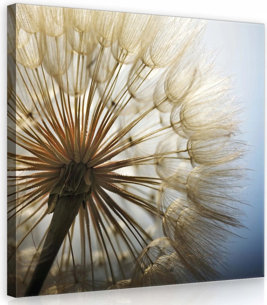 Vászonkép 40x40 Pitypang mag pitypang közelkép makro természet nyár