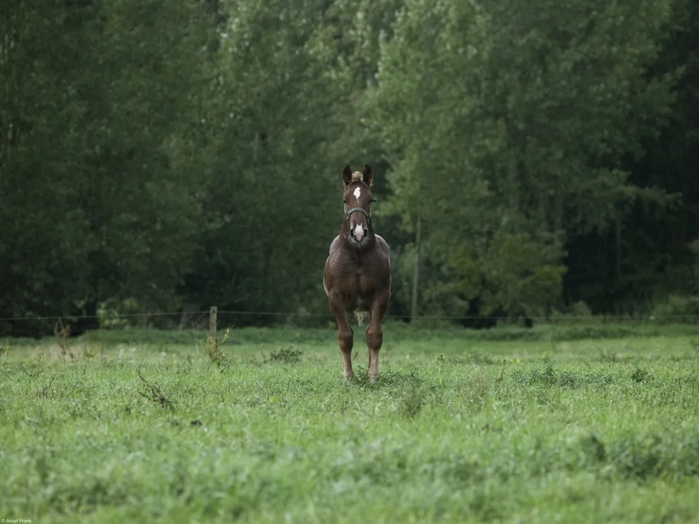 Poszter 40x30cm Ló áll a mezőn, Assaf Frank