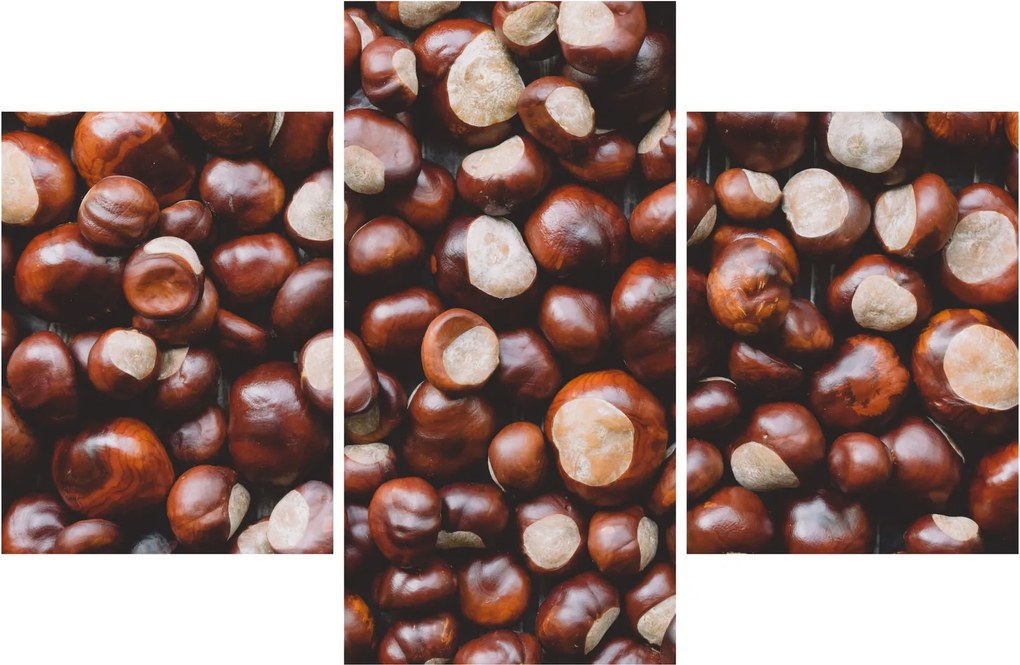Kép - Érett gesztenye (90x60 cm)