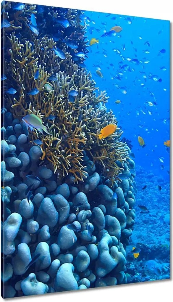Vászonkép 80x120 Vízalatti laguna korallok