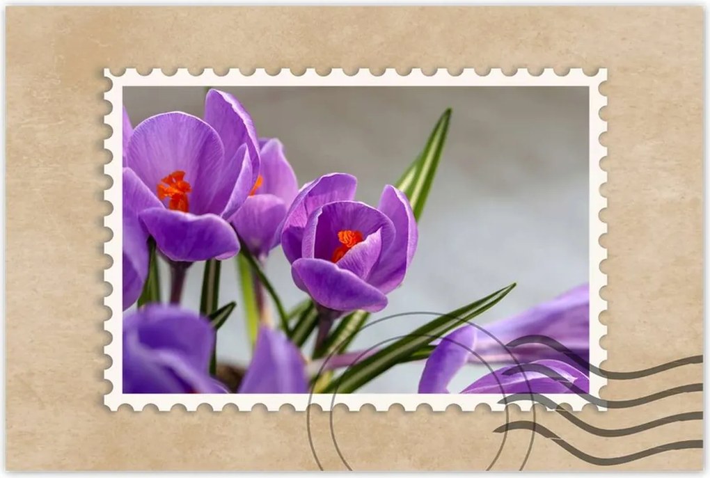 Poszterek 90x60 Krokus Virágok