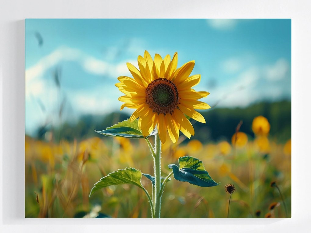 Poszter Napraforgó Virág Mező Rét Természet 100x75