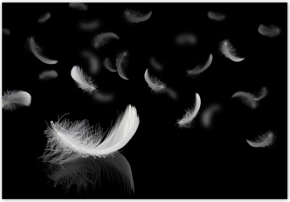 Fotótapéták 368x254 Hulló fehér tollak