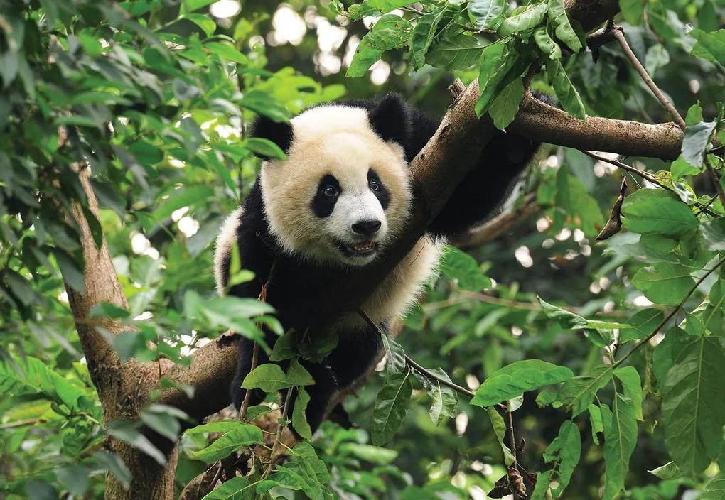Fotótapéta - Panda a fán (254x184 cm)