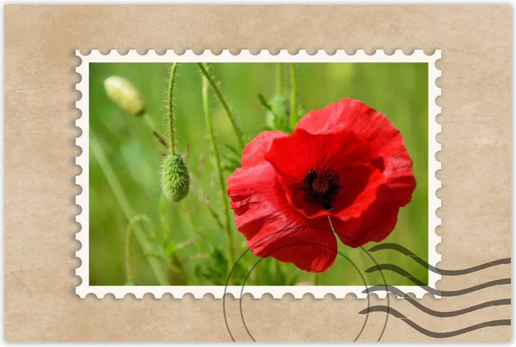 Poszter 60x40 piros mezei pipacs