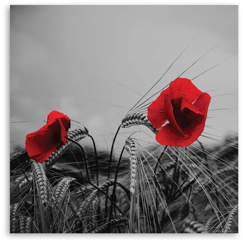 Gario Vászonkép Vörös pipacsok és gabona Méret: 60 x 60 cm