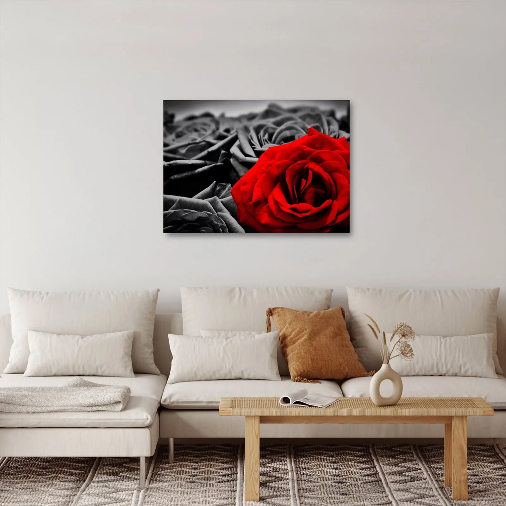 Kép - Rózsák (70x50 cm)