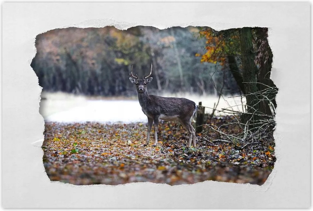 Poszterek 120x80 Szarvas az erdőben Erdő