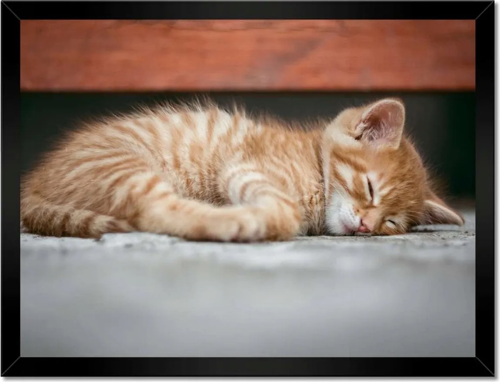 Poszterek keretben 40x30 Cica szépség