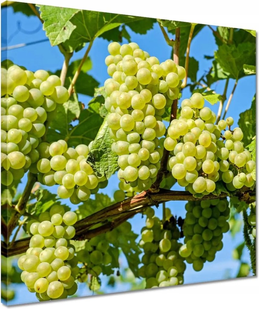 Vászonkép 40x40 Zöld szőlő