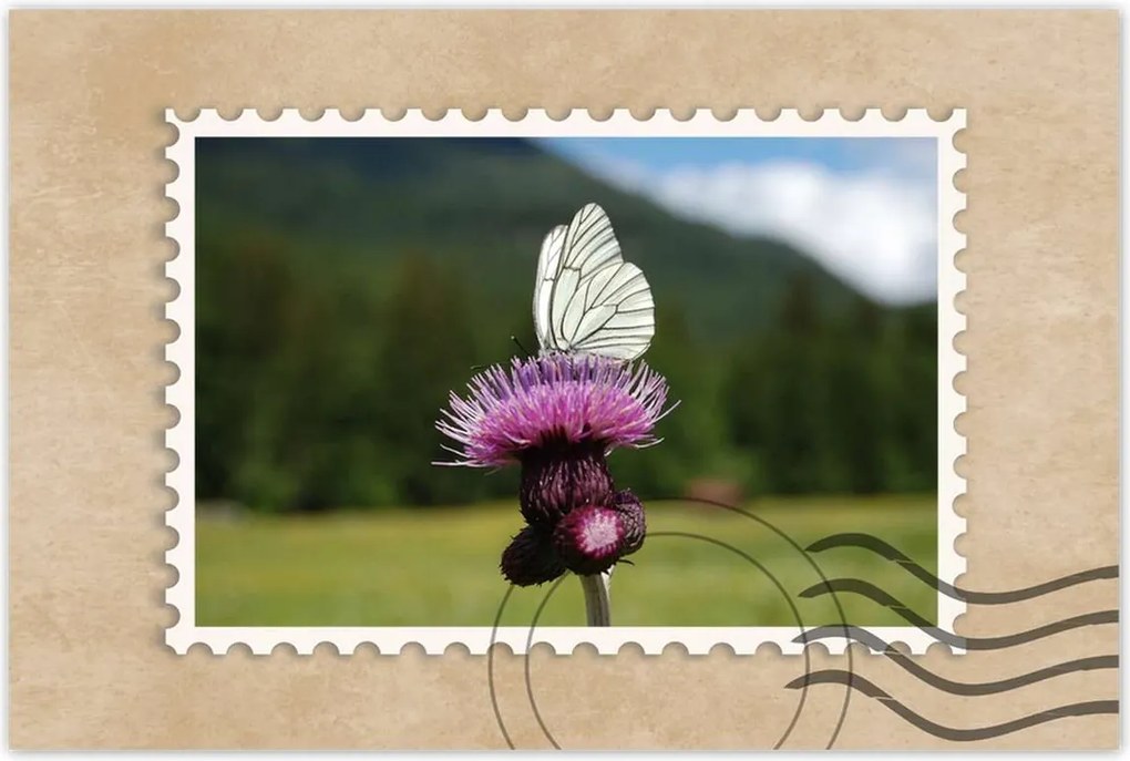 Poszterek 120x80 Fehér káposzta