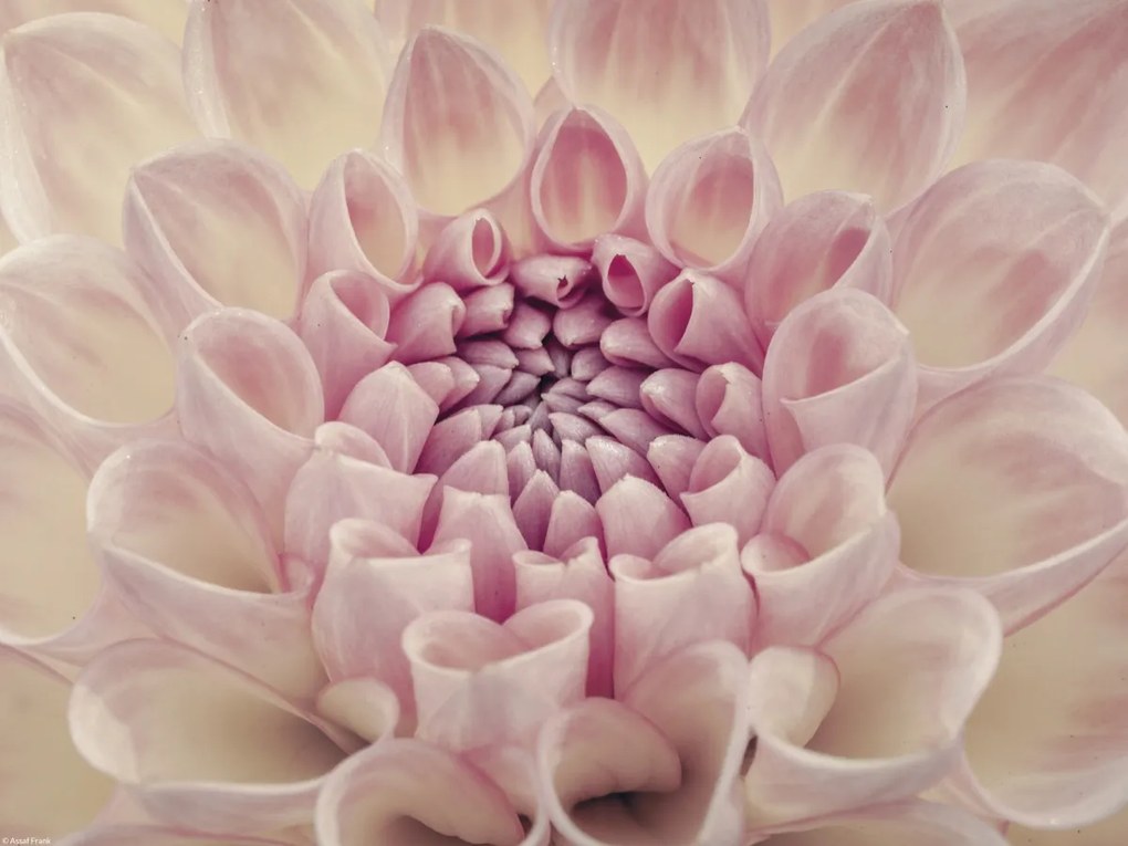 Poszter 40x30cm Dália virág, Assaf Frank