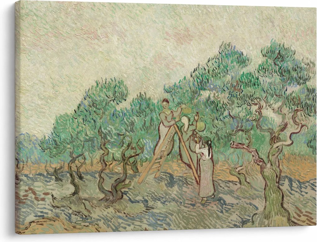 Kép - Vincent van Gogh, The Olive Orchard, reprodukciók (70x50 cm)