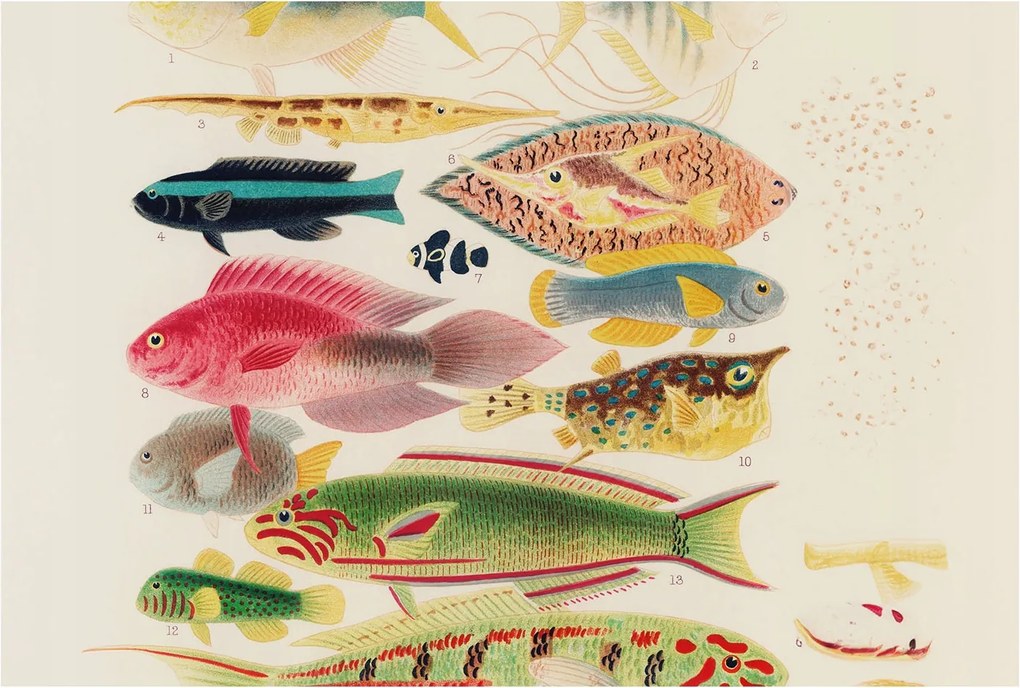 Dekoratív Fotótapéta Hálószobába Színes halak 104x70 Ragasztó