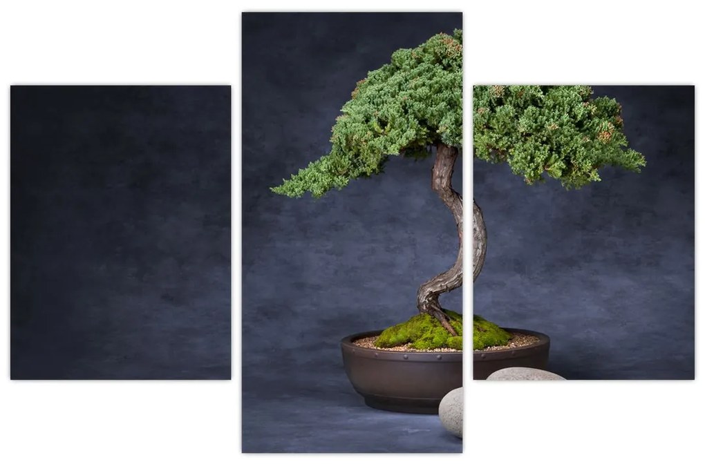 Kép - Bonsai (90x60 cm)