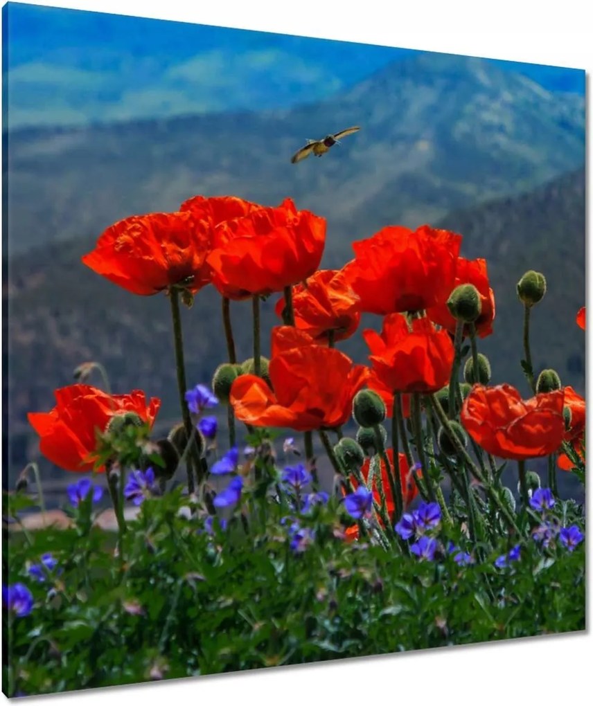 Vászonkép 90x90 Piros pipacs Virágok