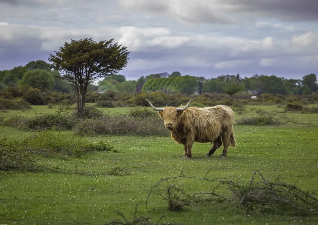 Poszter 84,1x59,4cm Tehén a faluban 3, Assaf Frank