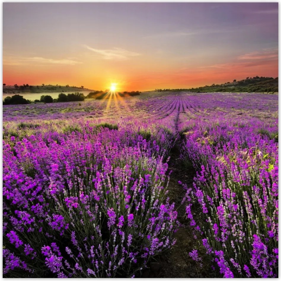 Fotótapéta flizelina 312x312 Levendula mező Nyugat