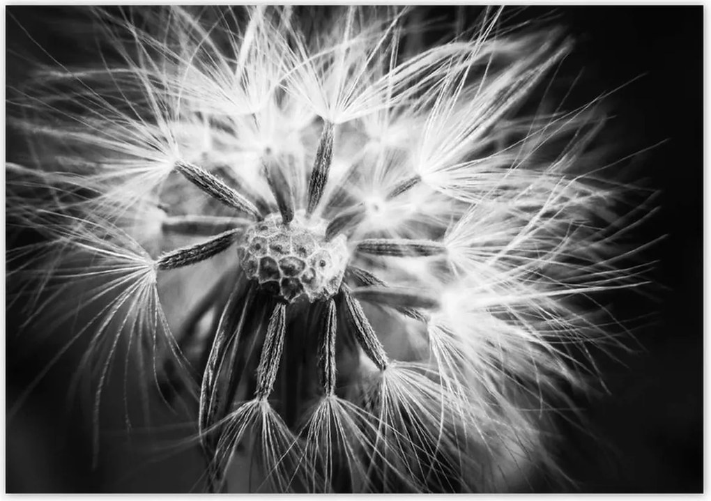 Poszterek 100x70 Pitypang Virág Virágok