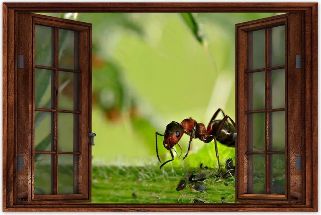 Poszterek 60x40 Hangya Makró fotó