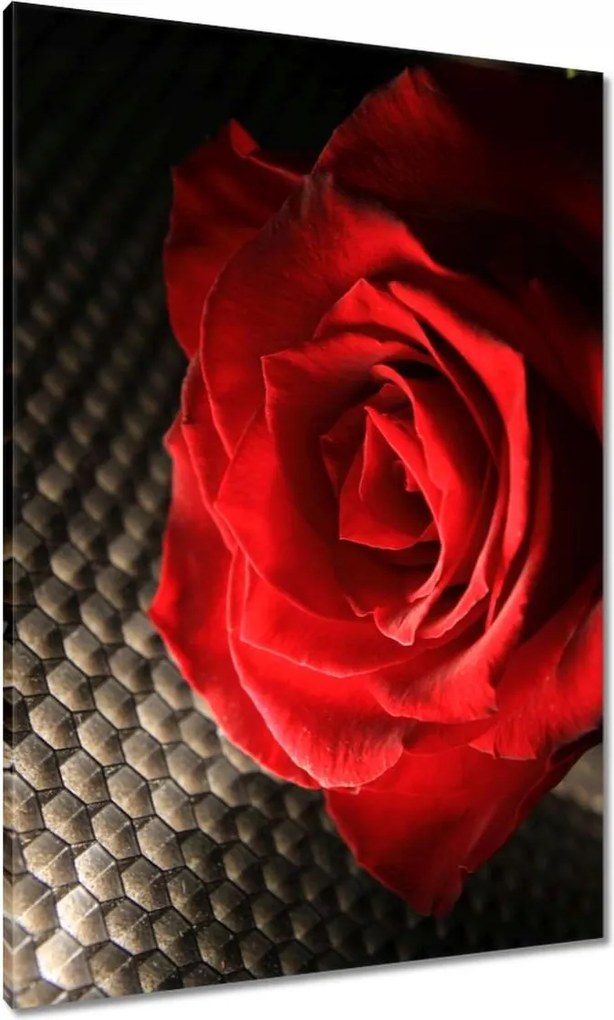 Vászonkép 70x100 Vörös rózsa levelekkel