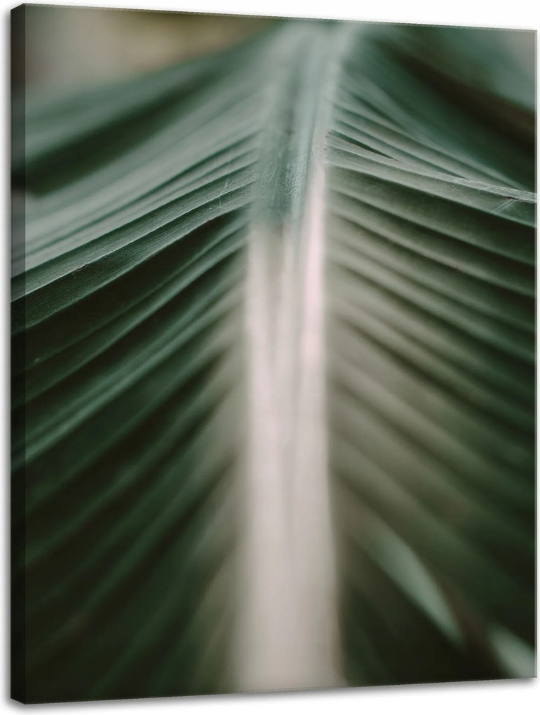 Vászonkép Természet Pálmalevél 30x40