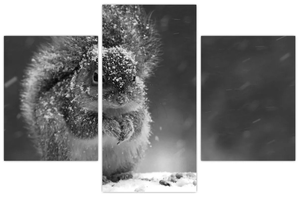 Kép - Mókus télen (90x60 cm)