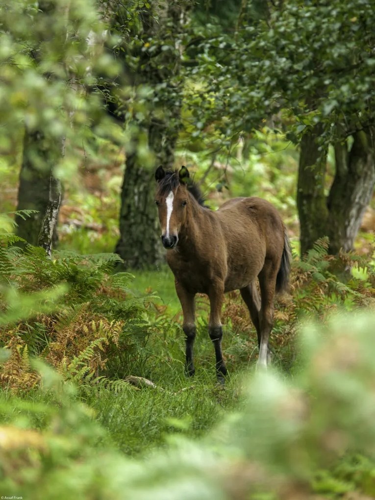 Poszter 30x40cm Vad ló, Assaf Frank