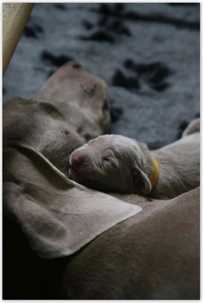 Poszterek 80x120 Kutya Kutyák