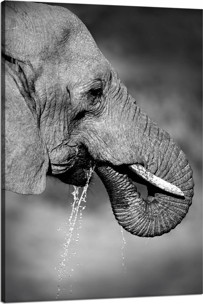Vászonkép Fekete-fehér Vízivó elefánt 80x120 cm Ideális ajándék
