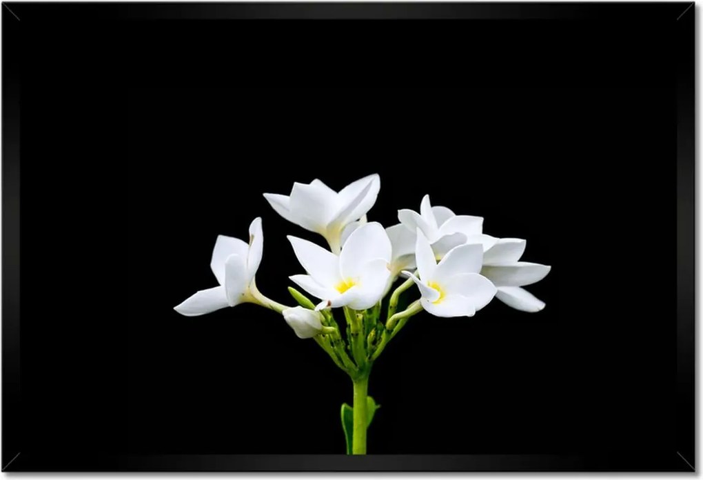 Poszterek keretben 60x40 Virág Frangipani plumeria