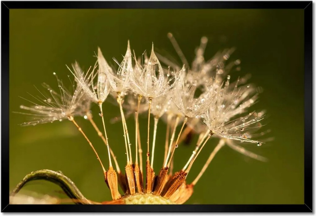 Poszterek keretben 60x40 Pitypang pitypang