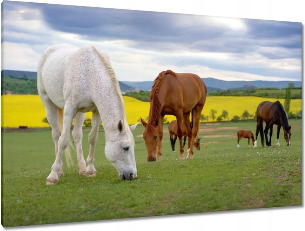 Képek 120x80 Lovak a réten Lovak Ló