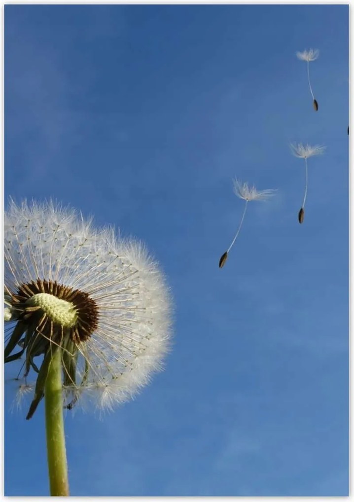 Poszterek 70x100 Pitypangok papírsárkányok