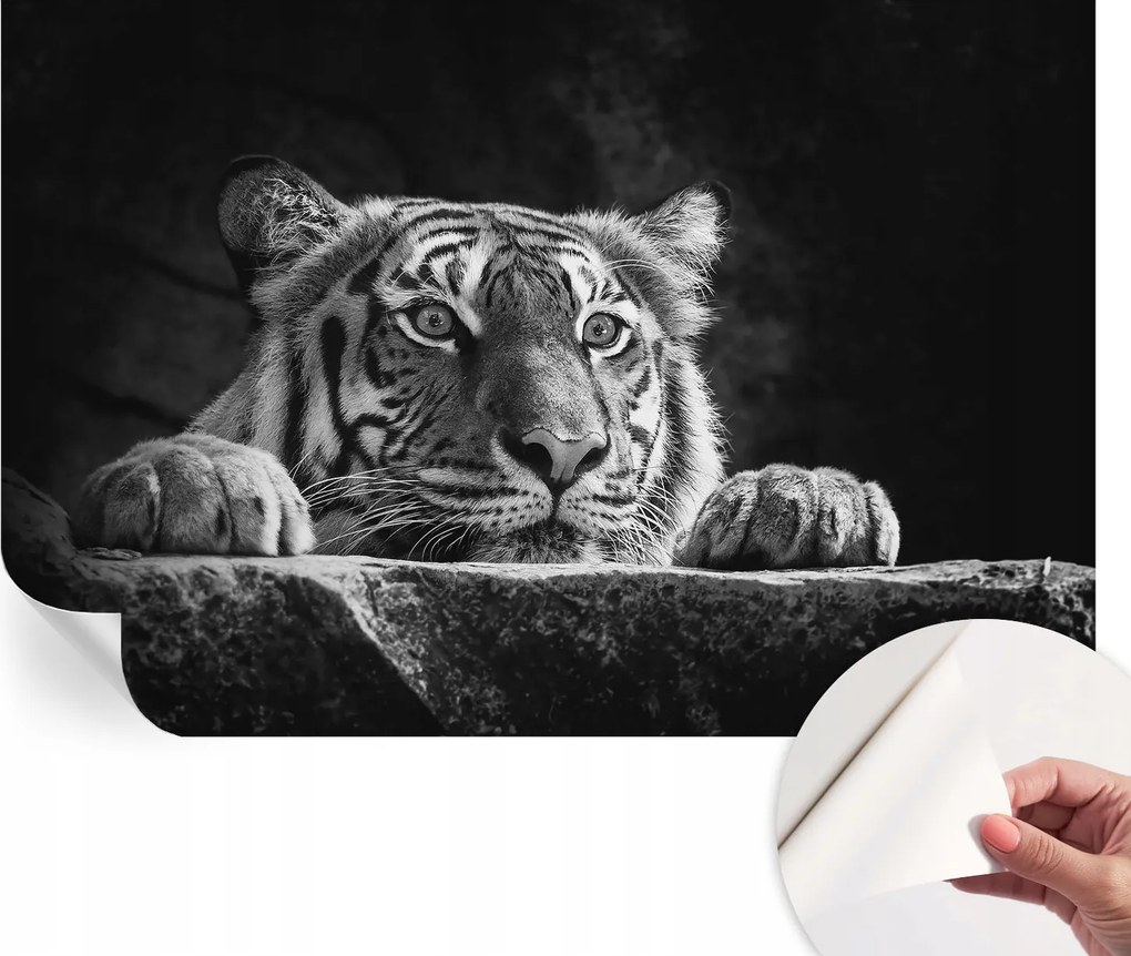 Matt öntapadós fotótapéta Falra Ragadozó tekintet 104x70 cm