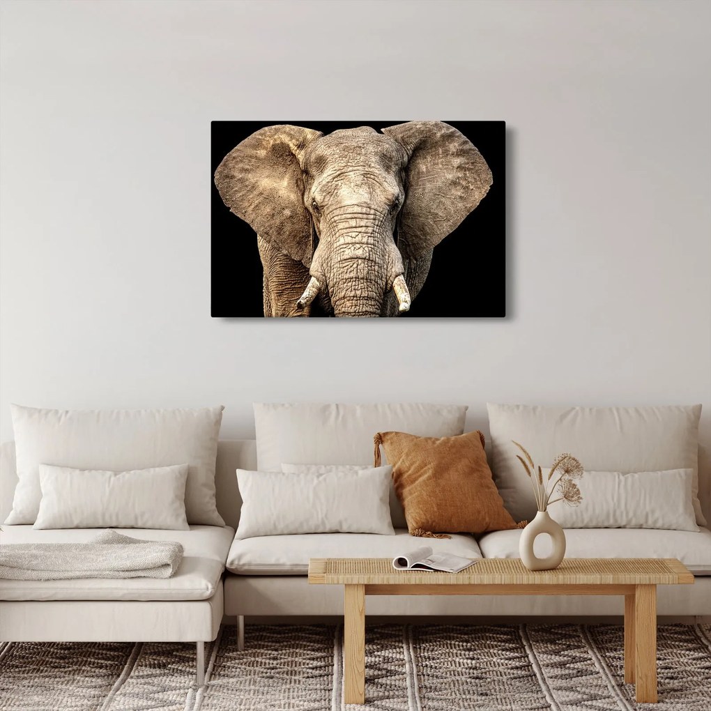 Kép - Afrikai elefánt (90x60 cm)